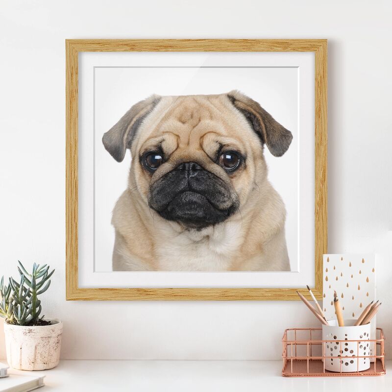 

Póster enmarcado - Portrait Of A Pug Dimensión LxA: 50cm x 50cm, Marco: Roble