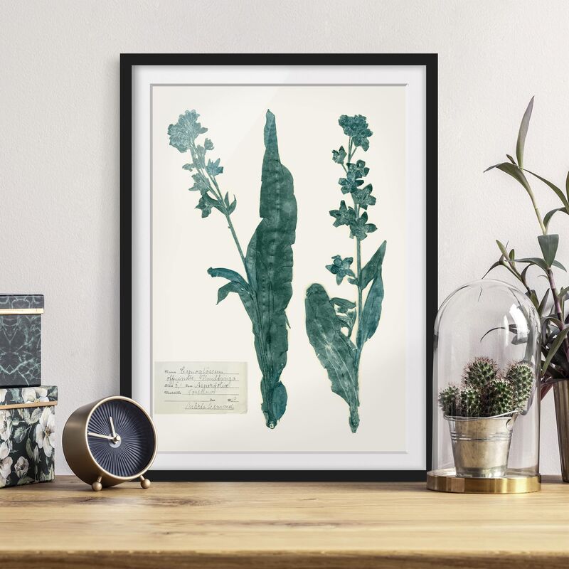 

Póster enmarcado - Pressed Flowers - La Lingua Di Cane Da Caccia Dimensión LxA: 40cm x 30cm, Marco: Negro