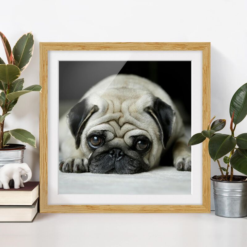 

Póster enmarcado - Pug Loves You Dimensión LxA: 70cm x 70cm, Marco: Roble