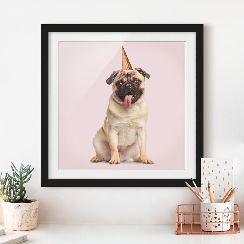 

Póster enmarcado - Pug con cono di gelato Dimensión LxA: 20cm x 20cm, Marco: Negro
