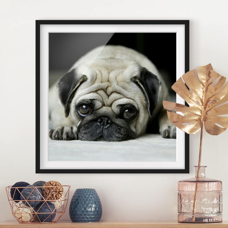 

Póster enmarcado - Pug Loves You Dimensión LxA: 70cm x 70cm, Marco: Negro