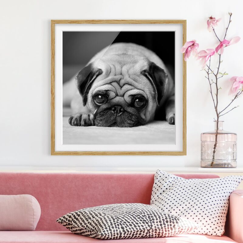 

Póster enmarcado - Pug Loves You II Dimensión LxA: 20cm x 20cm, Marco: Roble