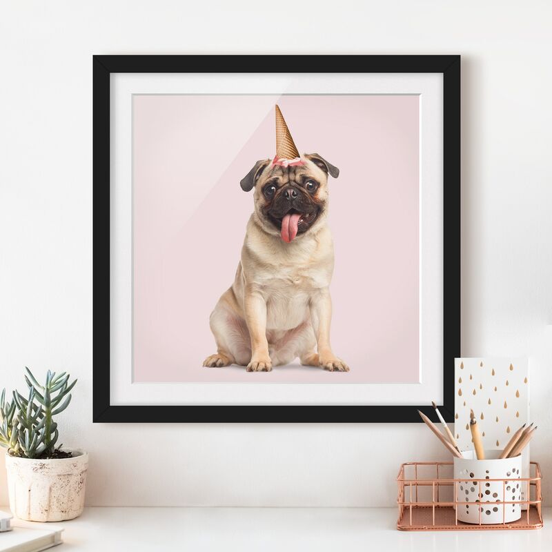 

Póster enmarcado - Pug con cono di gelato Dimensión LxA: 30cm x 30cm, Marco: Negro