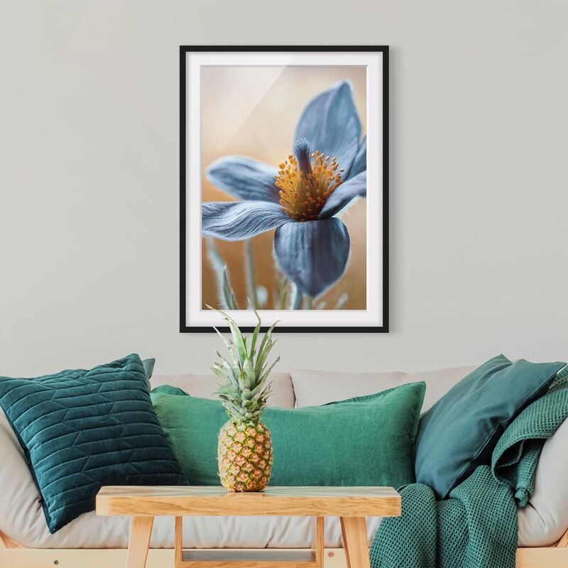 

Póster enmarcado - Pulsatilla In Blue Dimensión LxA: 70cm x 50cm, Marco: Negro
