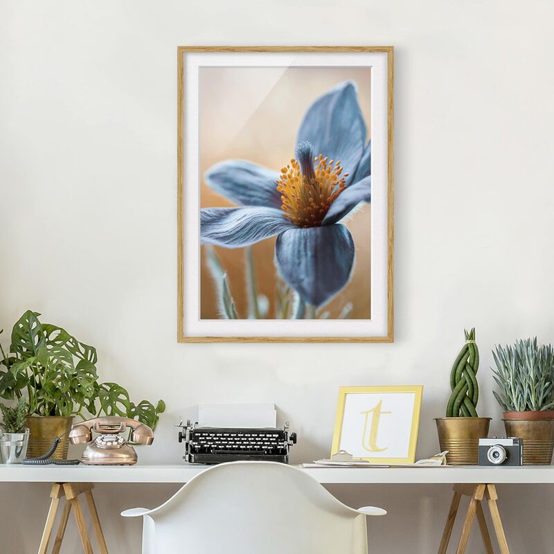 

Póster enmarcado - Pulsatilla In Blue Dimensión LxA: 70cm x 50cm, Marco: Roble