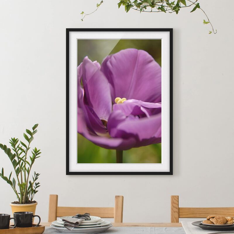 

Póster enmarcado - Purple Tulip Beauty Dimensión LxA: 70cm x 50cm, Marco: Negro