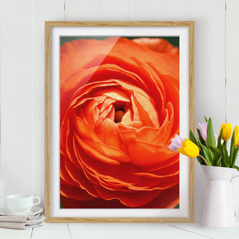 

Póster enmarcado - Ranunculus Classical Dimensión LxA: 55cm x 40cm, Marco: Roble