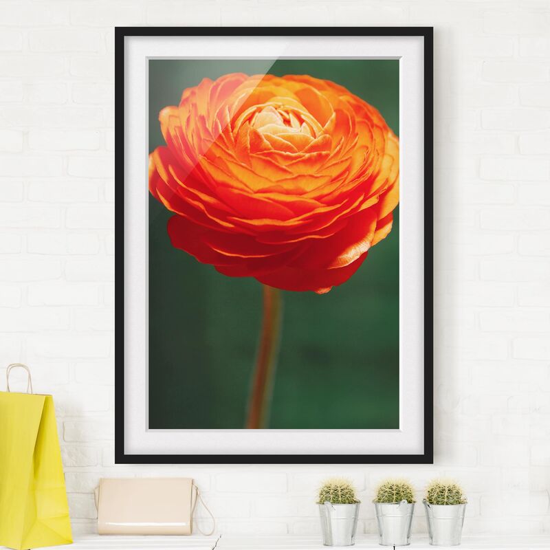 

Póster enmarcado - Ranunculus Pureness Dimensión LxA: 24cm x 18cm, Marco: Negro