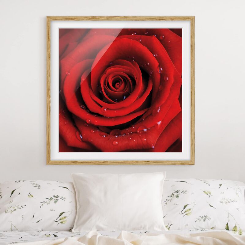 

Póster enmarcado - Red Rose With Water Drops Dimensión LxA: 30cm x 30cm, Marco: Roble