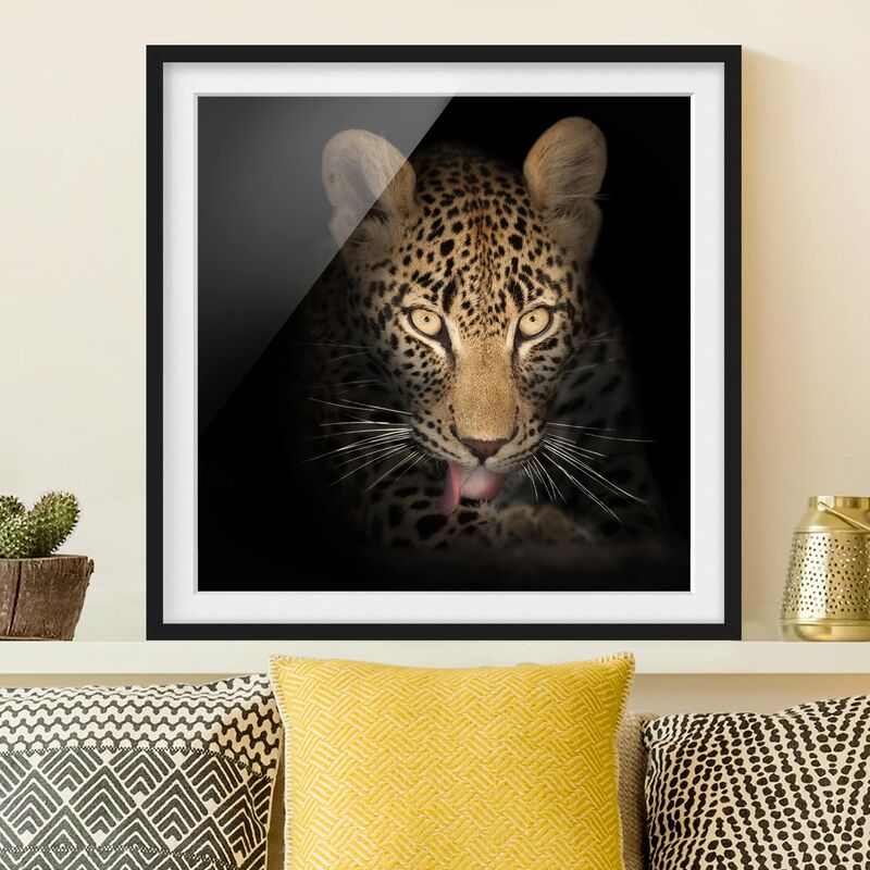 

Póster enmarcado - Resting Leopard Dimensión LxA: 70cm x 70cm, Marco: Negro