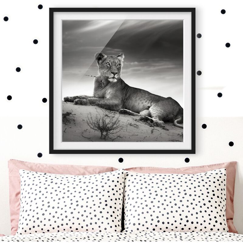 

Póster enmarcado - Resting Lion Dimensión LxA: 50cm x 50cm, Marco: Negro