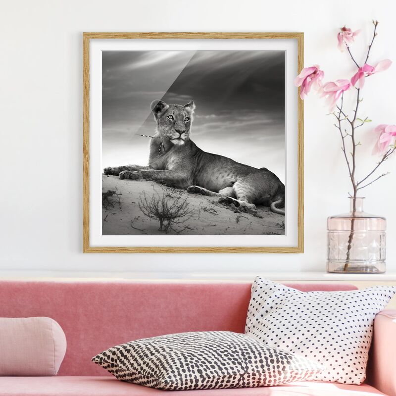 

Póster enmarcado - Resting Lion Dimensión LxA: 30cm x 30cm, Marco: Roble