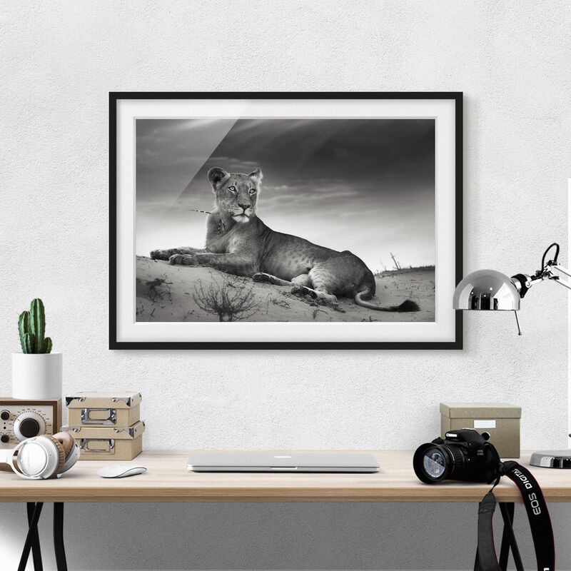 

Póster enmarcado - Resting Lion Dimensión LxA: 30cm x 40cm, Marco: Negro