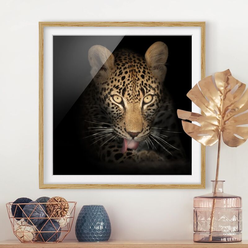 

Póster enmarcado - Resting Leopard Dimensión LxA: 50cm x 50cm, Marco: Roble