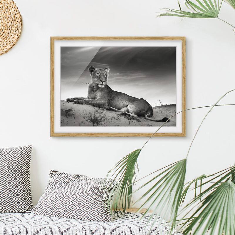 

Póster enmarcado - Resting Lion Dimensión LxA: 30cm x 40cm, Marco: Roble