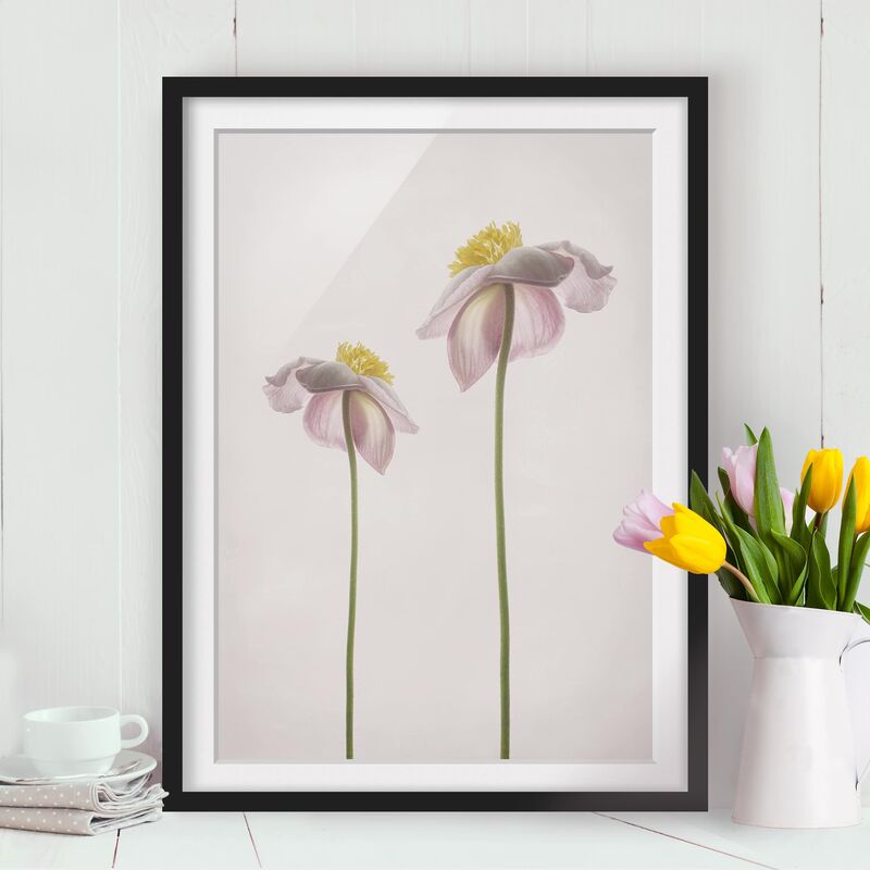 

Póster enmarcado - Rosa Anemone Fiori Dimensión LxA: 100cm x 70cm, Marco: Negro