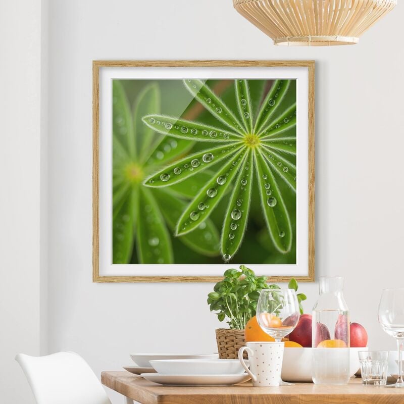 

Póster enmarcado - Rugiada di mattina su Lupine Foglie Dimensión LxA: 50cm x 50cm, Marco: Roble