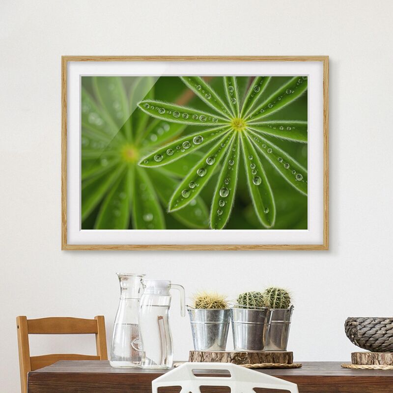 

Póster enmarcado - Rugiada di mattina su Lupine Foglie Dimensión LxA: 50cm x 70cm, Marco: Roble