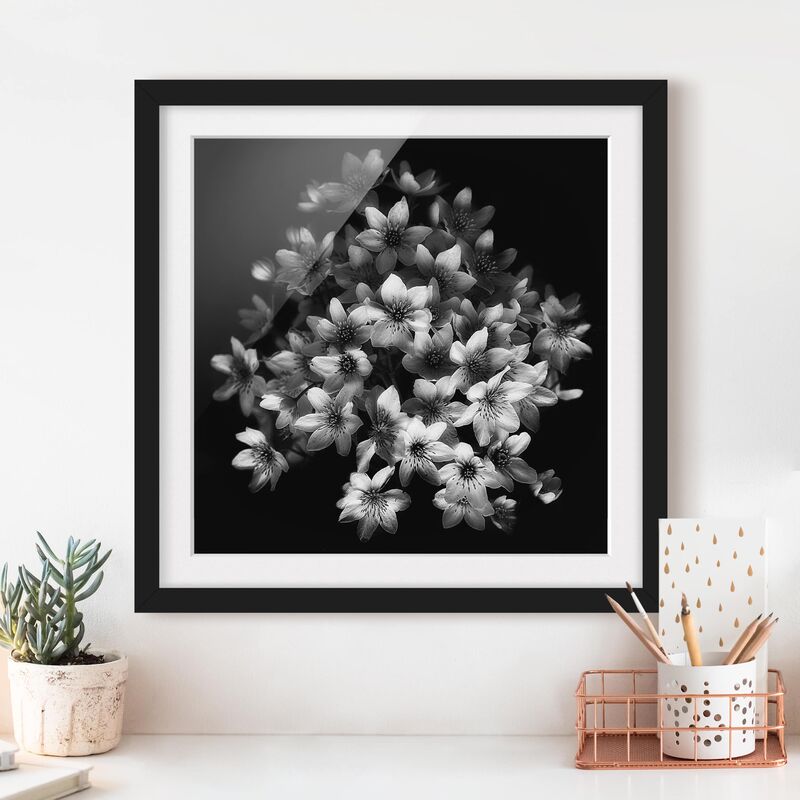 

Póster enmarcado - Scuro Clematis Strauss Dimensión LxA: 50cm x 50cm, Marco: Negro