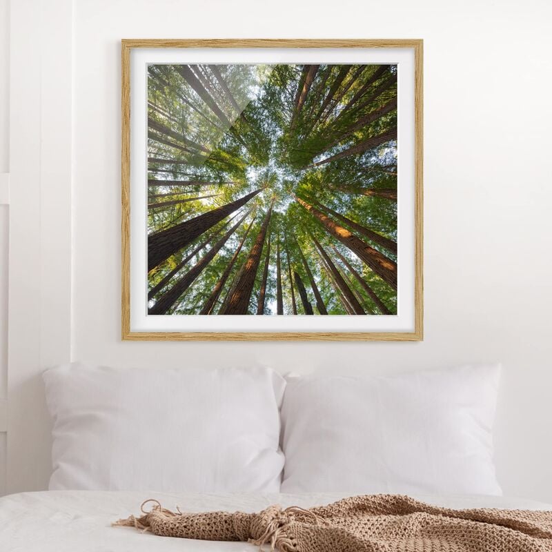 

Póster enmarcado - Sequoia Tree Tops Dimensión LxA: 70cm x 70cm, Marco: Roble