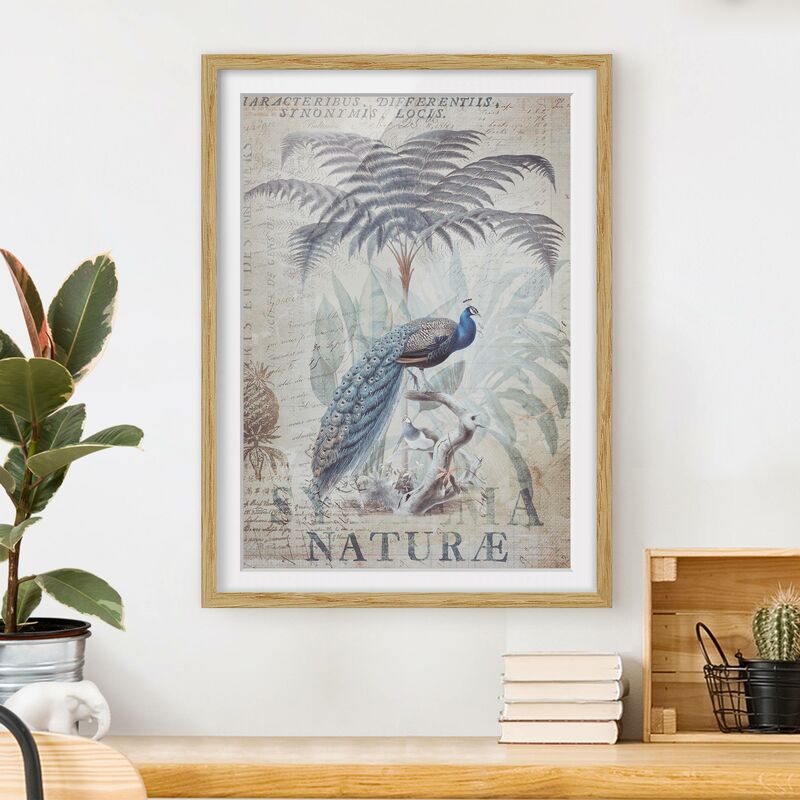 

Póster enmarcado - Shabby Chic Collage - Peacock Dimensión LxA: 55cm x 40cm, Marco: Roble
