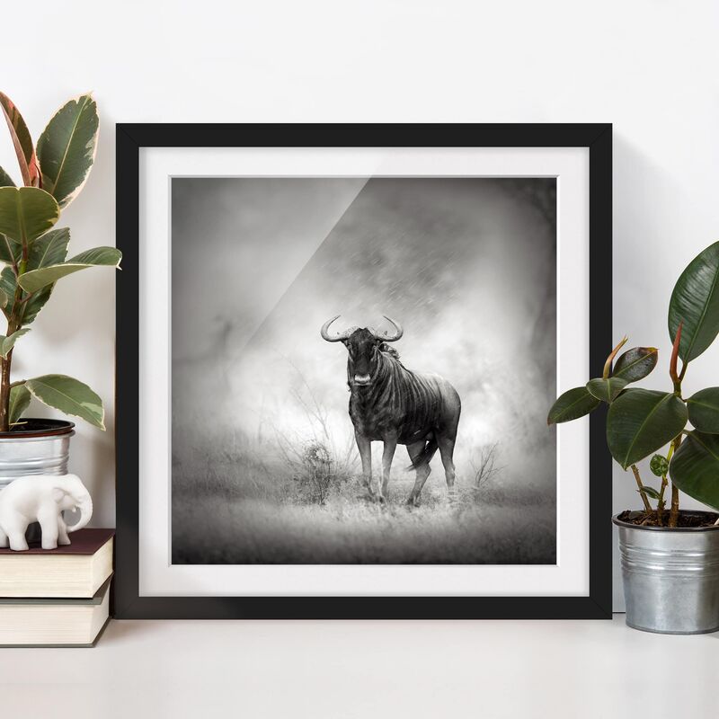 

Póster enmarcado - Staring Wildebeest Dimensión LxA: 70cm x 70cm, Marco: Negro