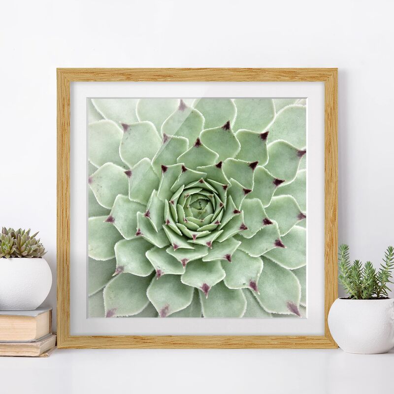 

Póster enmarcado - Stone Rose Jovibarba Hirta Dimensión LxA: 20cm x 20cm, Marco: Roble