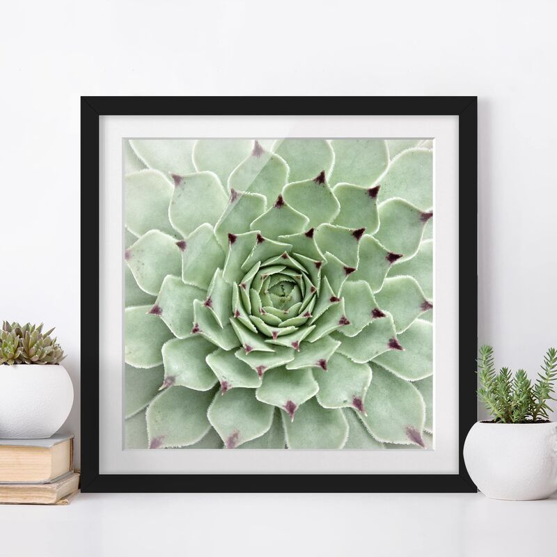 

Póster enmarcado - Stone Rose Jovibarba Hirta Dimensión LxA: 20cm x 20cm, Marco: Negro