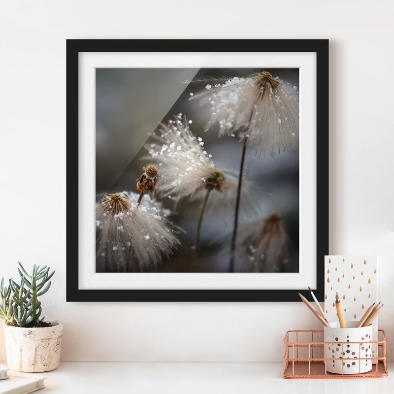 

Póster enmarcado - Tarassaco con fiocchi di neve Dimensión LxA: 70cm x 70cm, Marco: Negro