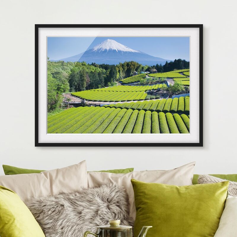 

Póster enmarcado - Tea Fields In Front Of The Fuji Dimensión LxA: 50cm x 70cm, Marco: Negro