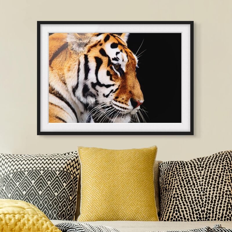 

Póster enmarcado - Tiger Beauty Dimensión LxA: 70cm x 100cm, Marco: Negro