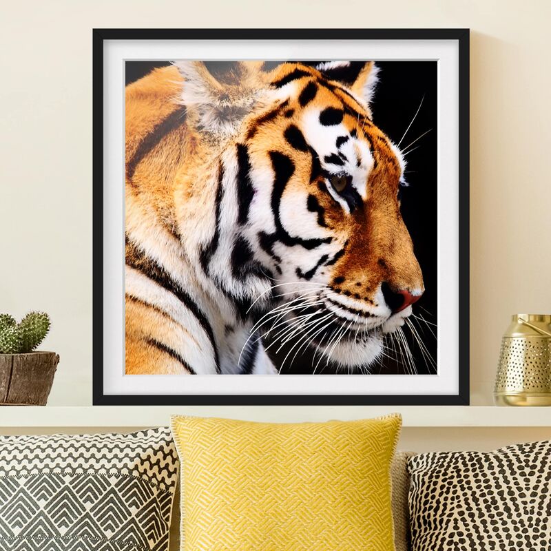

Póster enmarcado - Tiger Beauty Dimensión LxA: 50cm x 50cm, Marco: Negro