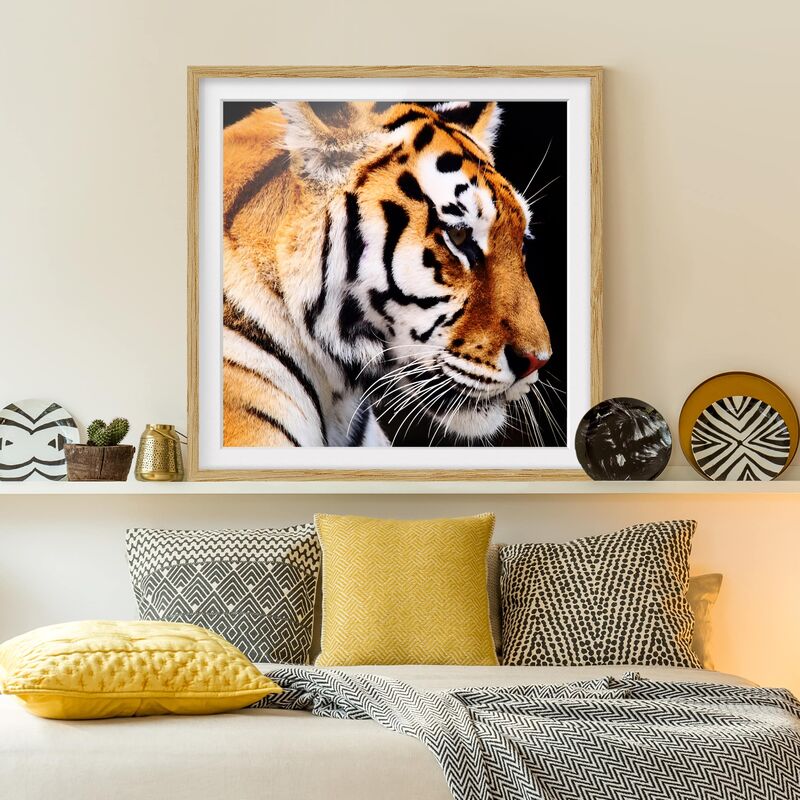 

Póster enmarcado - Tiger Beauty Dimensión LxA: 70cm x 70cm, Marco: Roble
