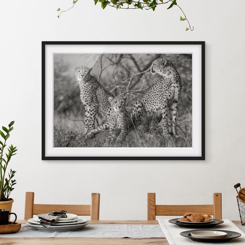

Póster enmarcado - tre ghepardi Dimensión LxA: 50cm x 70cm, Marco: Negro