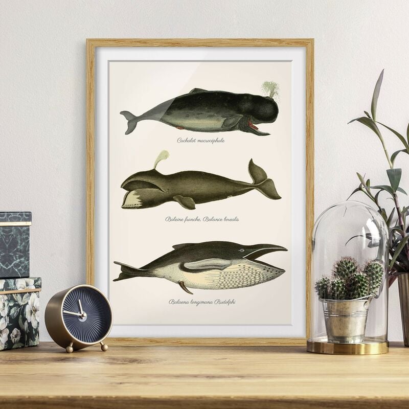 

Póster enmarcado - Tre Vintage Balene Dimensión LxA: 70cm x 50cm, Marco: Roble