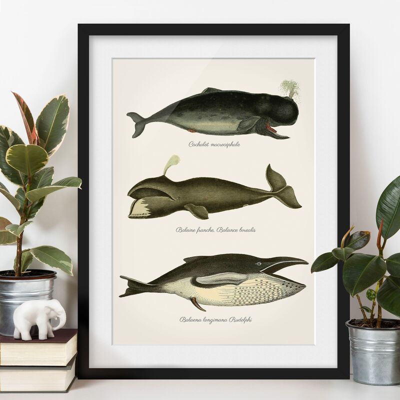 

Póster enmarcado - Tre Vintage Balene Dimensión LxA: 40cm x 30cm, Marco: Negro