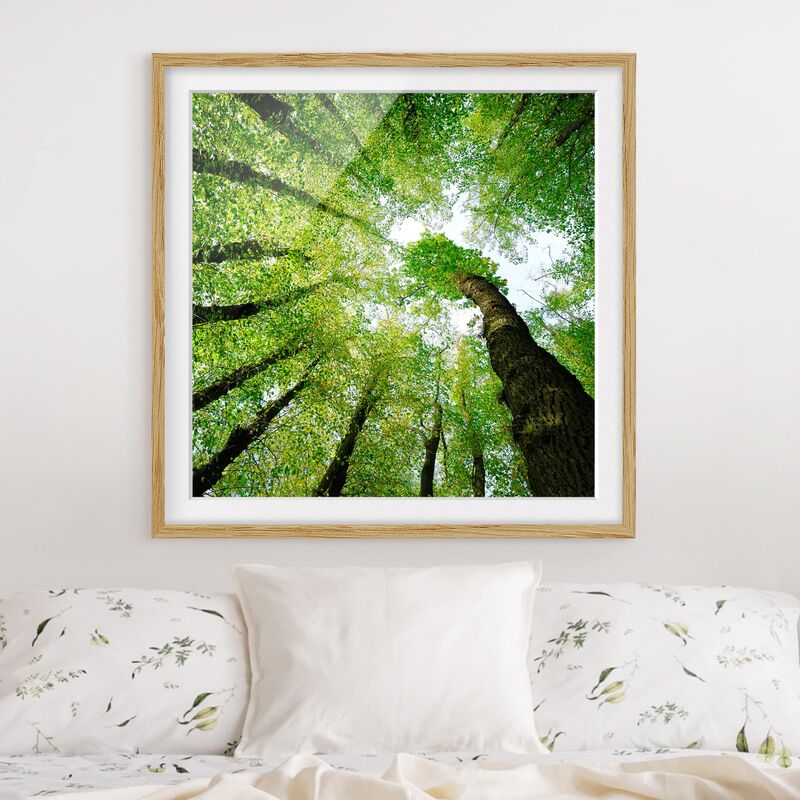 

Póster enmarcado - Trees Of Life Dimensión LxA: 50cm x 50cm, Marco: Roble