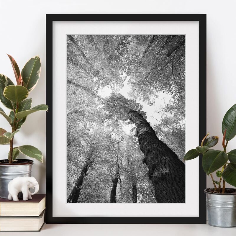 

Póster enmarcado - Trees Of Life Ii Dimensión LxA: 70cm x 50cm, Marco: Negro