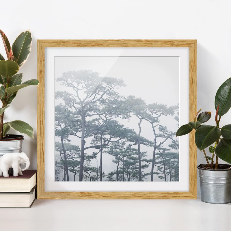 

Póster enmarcado - Treetops In Fog Dimensión LxA: 70cm x 70cm, Marco: Roble