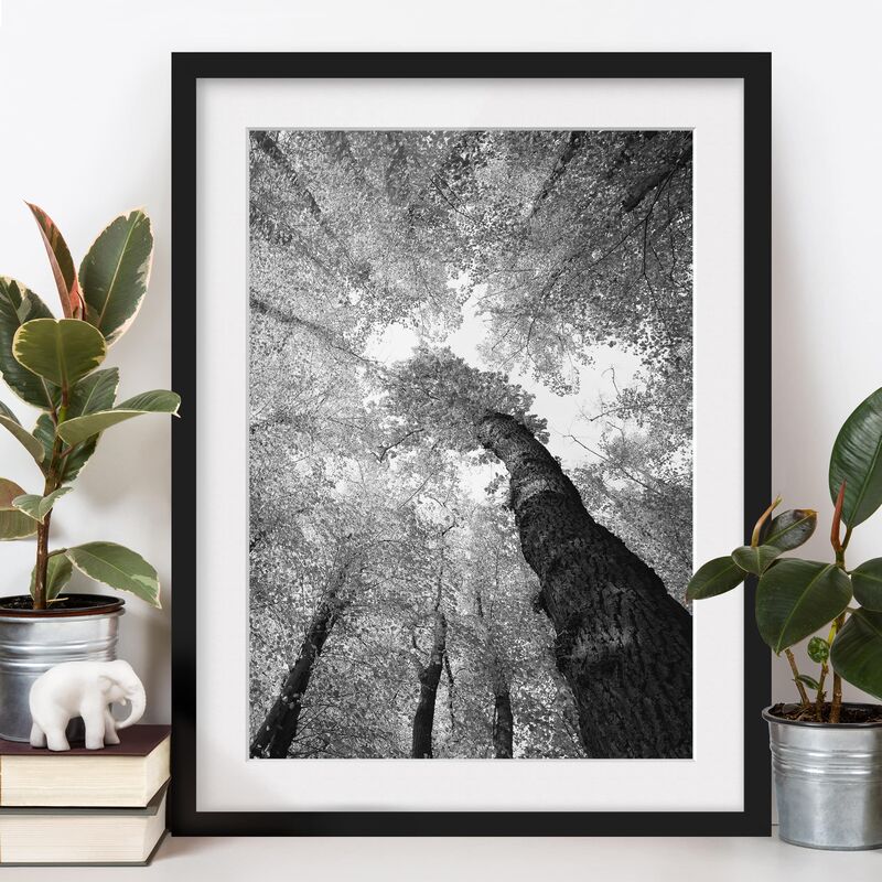 

Póster enmarcado - Trees Of Life Ii Dimensión LxA: 40cm x 30cm, Marco: Negro