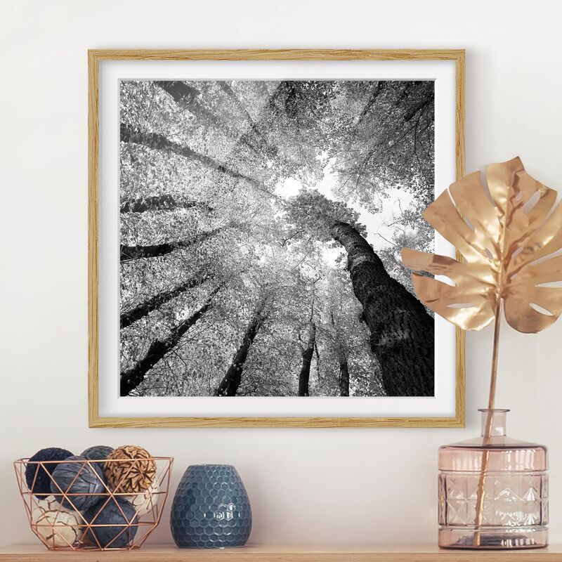 

Póster enmarcado - Trees Of Life II Dimensión LxA: 30cm x 30cm, Marco: Roble