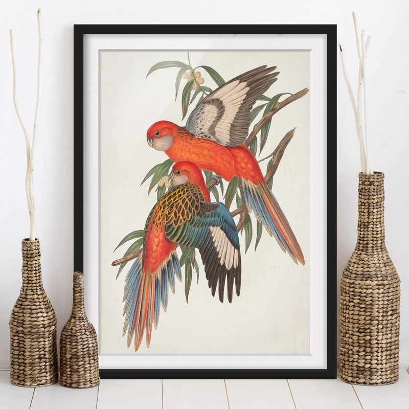 

Póster enmarcado - Tropical Parrot I Dimensión LxA: 100cm x 70cm, Marco: Negro