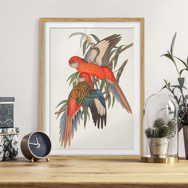

Póster enmarcado - Tropical Parrot I Dimensión LxA: 40cm x 30cm, Marco: Roble
