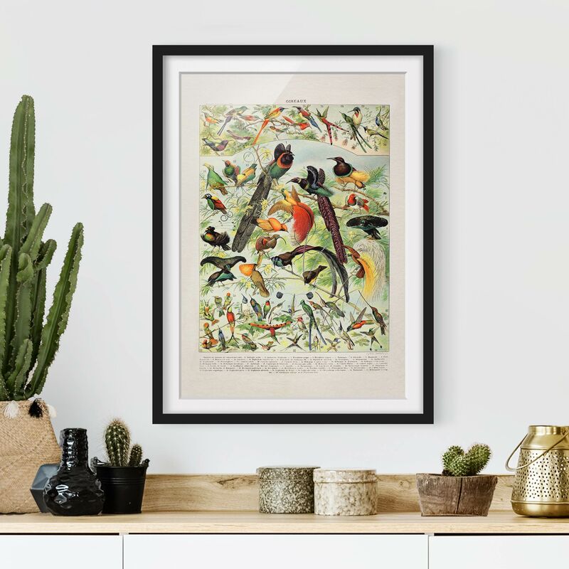 

Póster enmarcado - Uccelli da tavolo d'epoca del paradiso Dimensión LxA: 40cm x 30cm, Marco: Negro