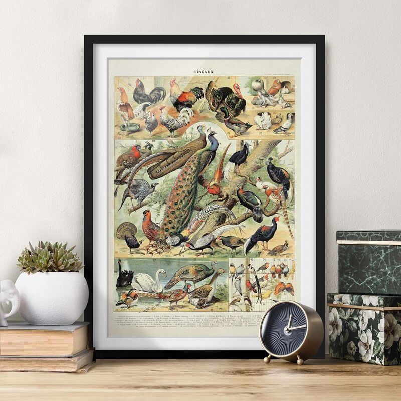 

Póster enmarcado - Uccelli d'epoca Consiglio europeo Dimensión LxA: 70cm x 50cm, Marco: Negro