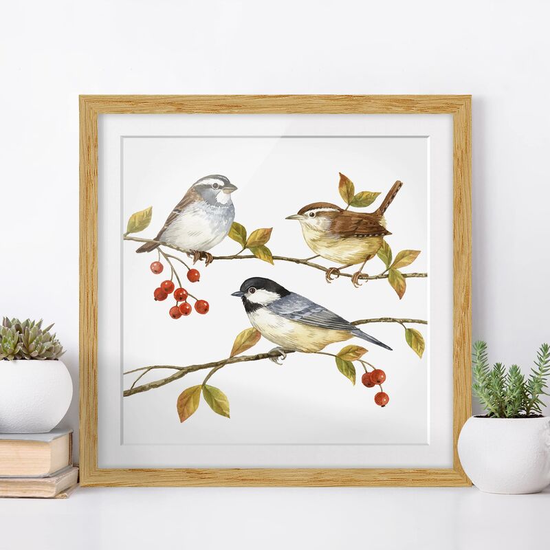 

Póster enmarcado - Uccelli e bacche - Cinciallegre Dimensión LxA: 50cm x 50cm, Marco: Roble