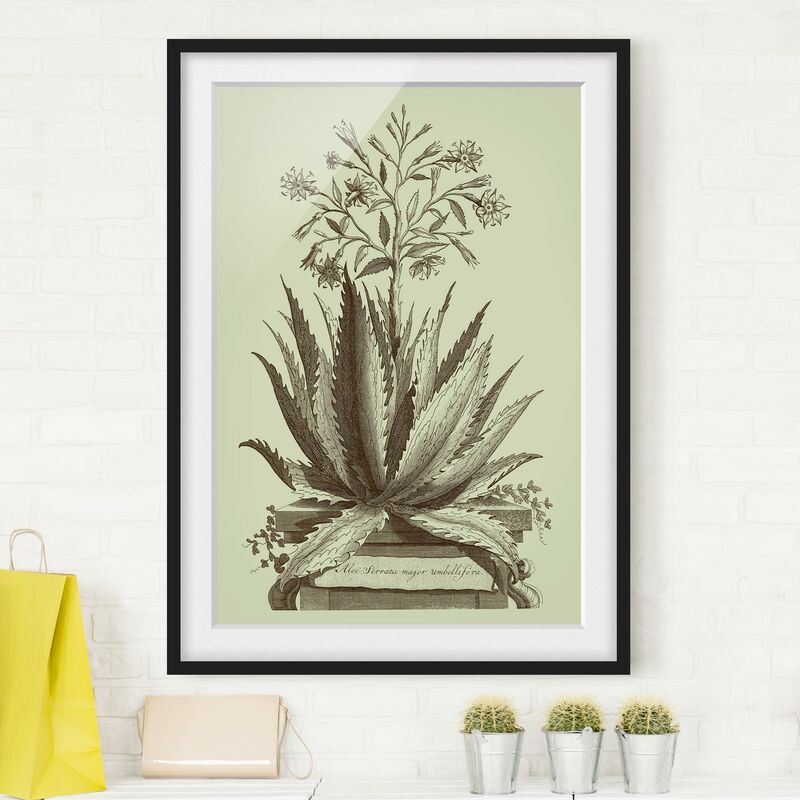 

Póster enmarcado - Vintage Aloe Serrata Dimensión LxA: 70cm x 50cm, Marco: Negro