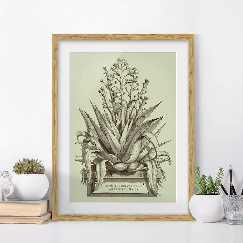

Póster enmarcado - Vintage Aloe Vera Americana Maggiore Dimensión LxA: 24cm x 18cm, Marco: Roble