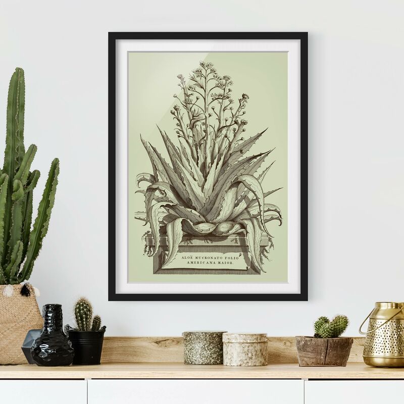 

Póster enmarcado - Vintage Aloe Vera Americana Maggiore Dimensión LxA: 24cm x 18cm, Marco: Negro