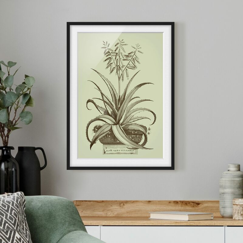 

Póster enmarcado - Vintage Aloe Vera Vulgaris Dimensión LxA: 24cm x 18cm, Marco: Negro